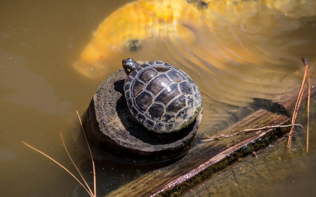 What Are the Best Blended Foods for Turtles?