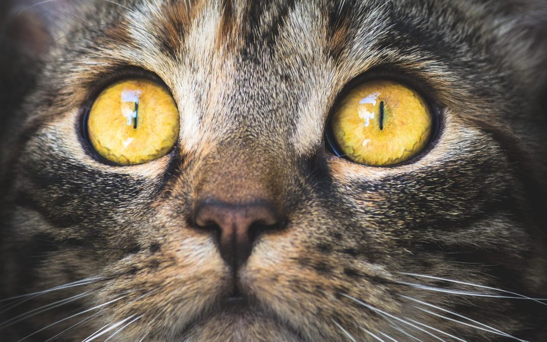What’s the Best Cat Vitamins And Supplements?