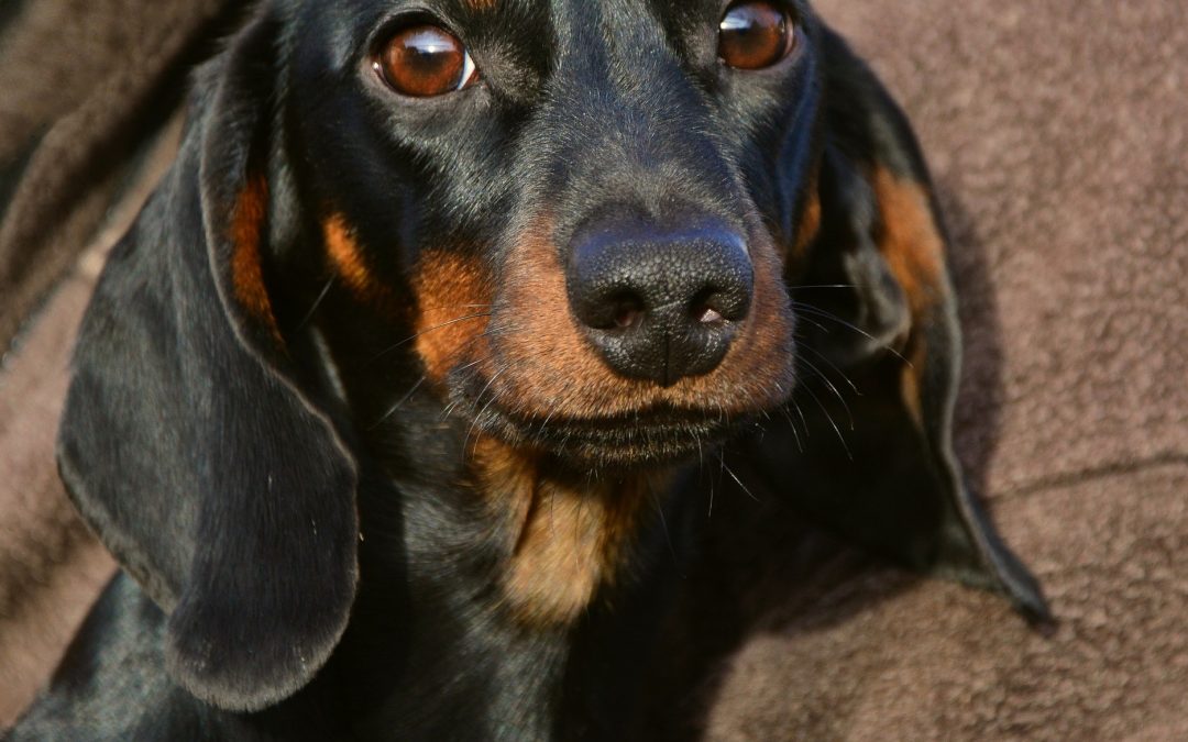 Why Do Dachshunds Dog Dig Bones?