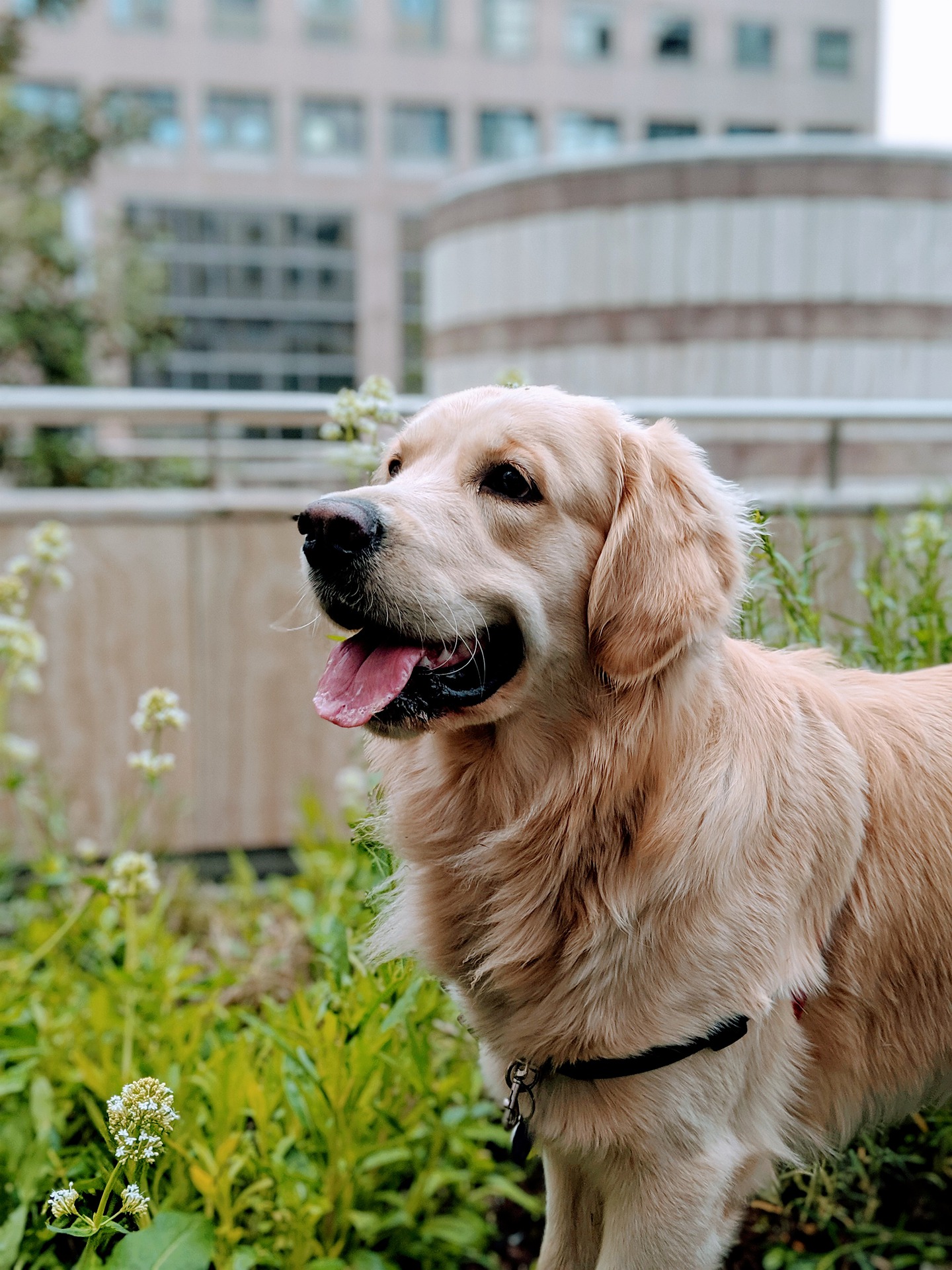 Is Your Golden Retriever Overweight?