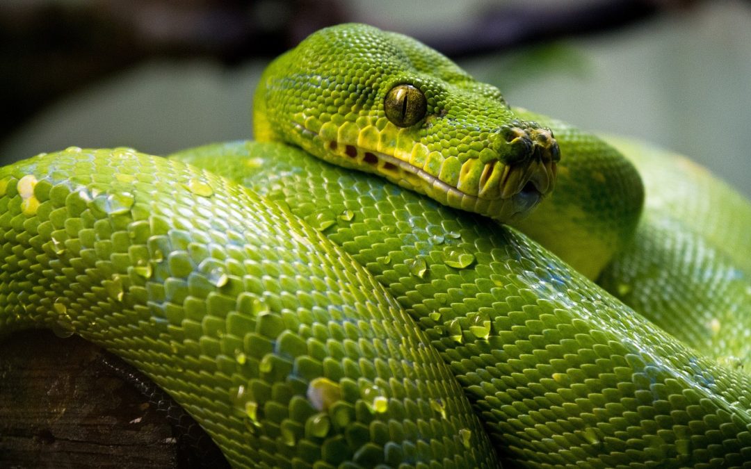Why Do Pythons Shed?