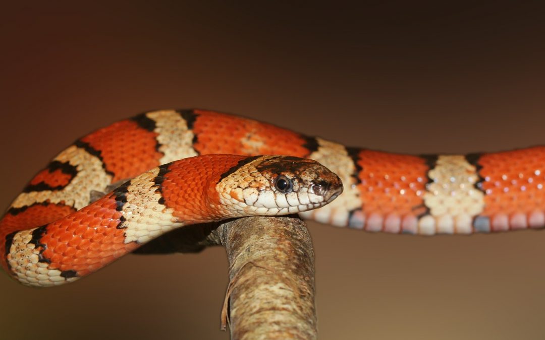 What Are the Best Tanks for Pueblan Milk Snakes?