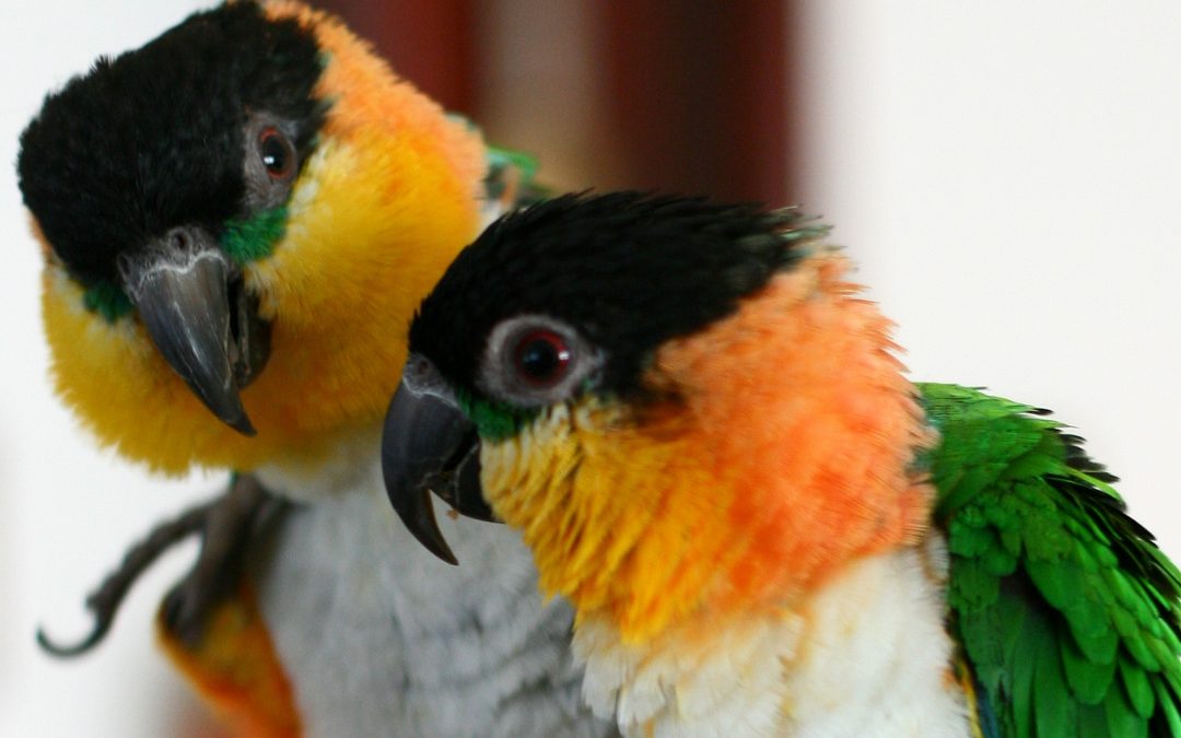 How to Identify a Healthy Caique Parrot?