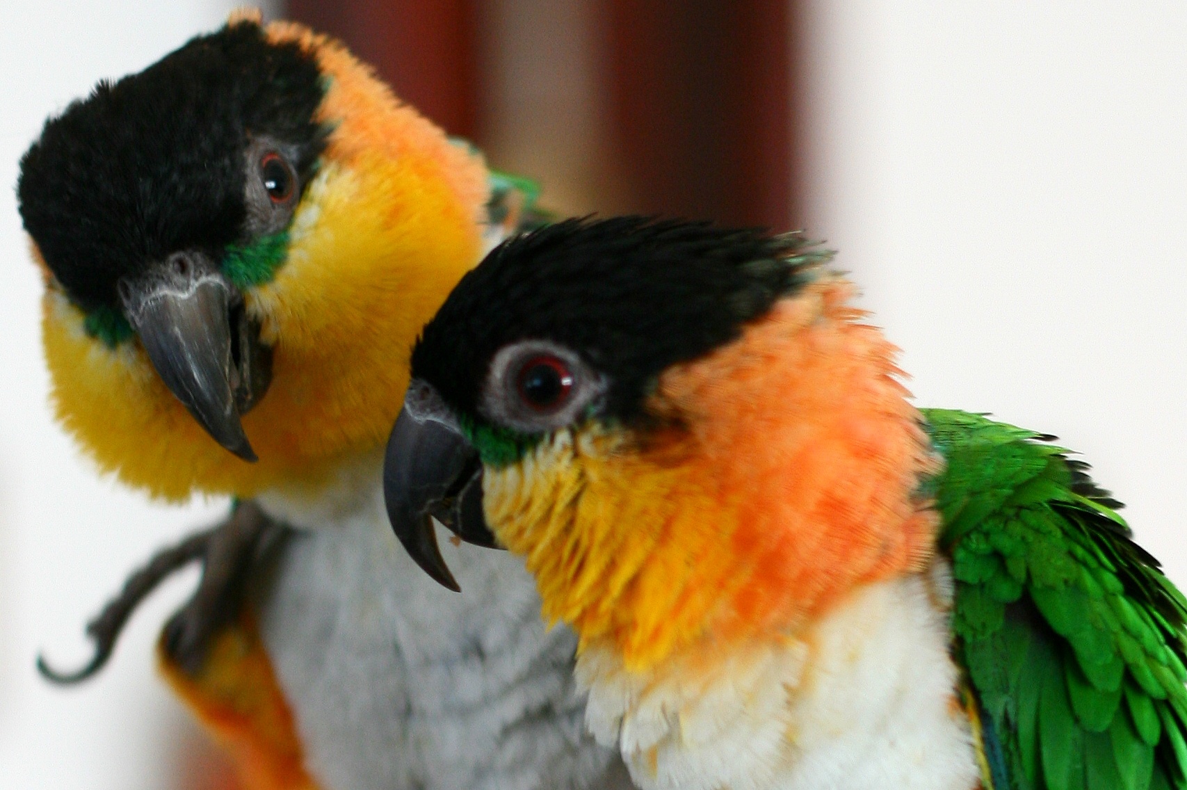 how-to-identify-a-healthy-caique-parrot