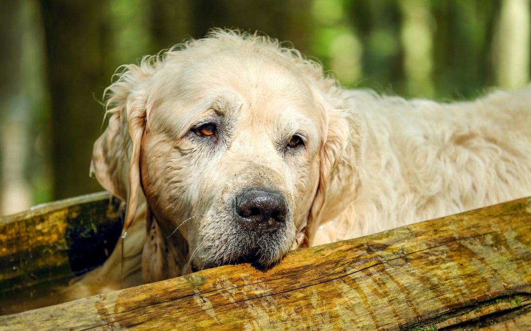 What Special Diet is Best for Golden Retriever?
