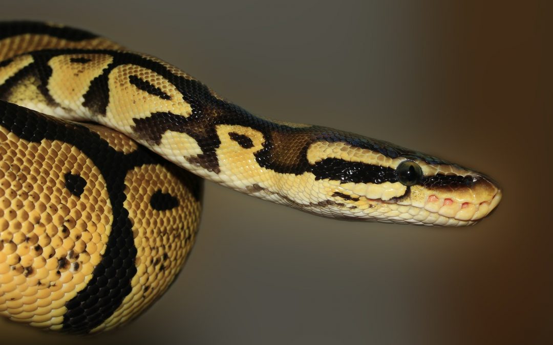 Why Do Snakes Lose Their Appetites?