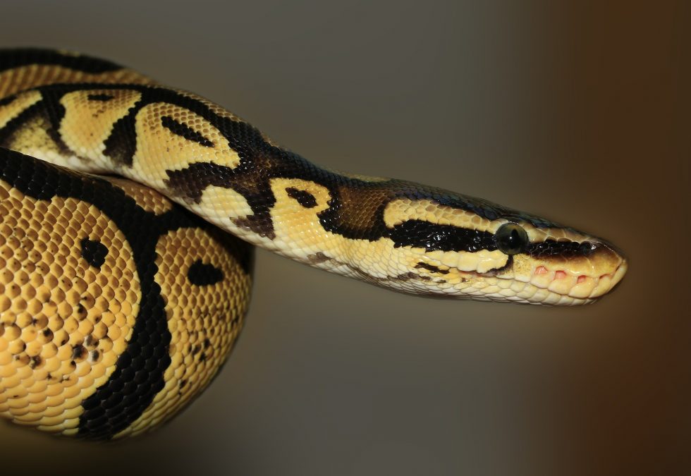 Why Do Snakes Lose Their Appetites?