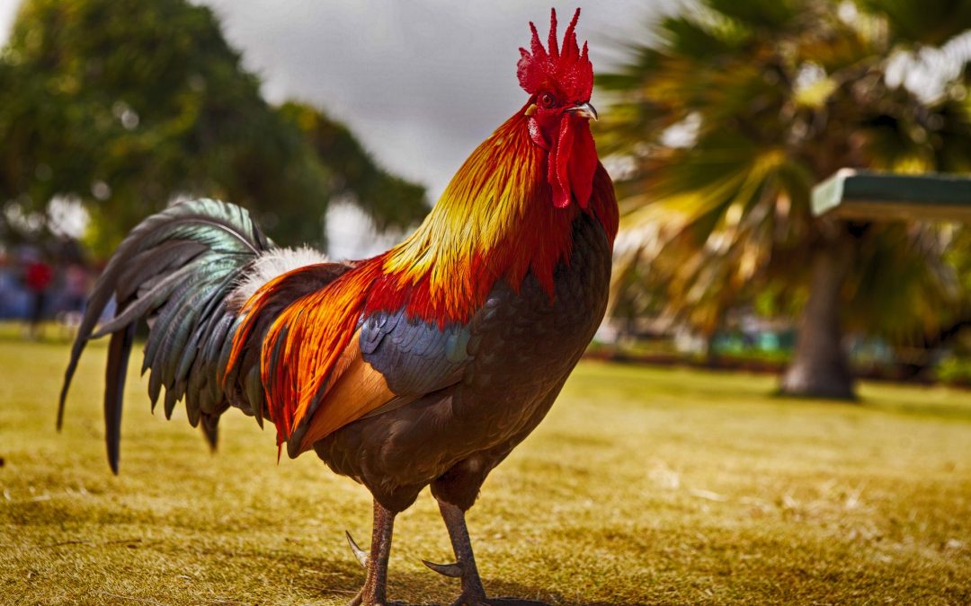 What Are the Different Types of Rooster Feed?