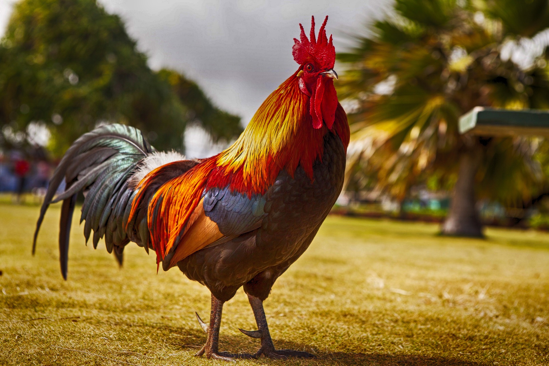 What Are the Different Types of Rooster Feed?