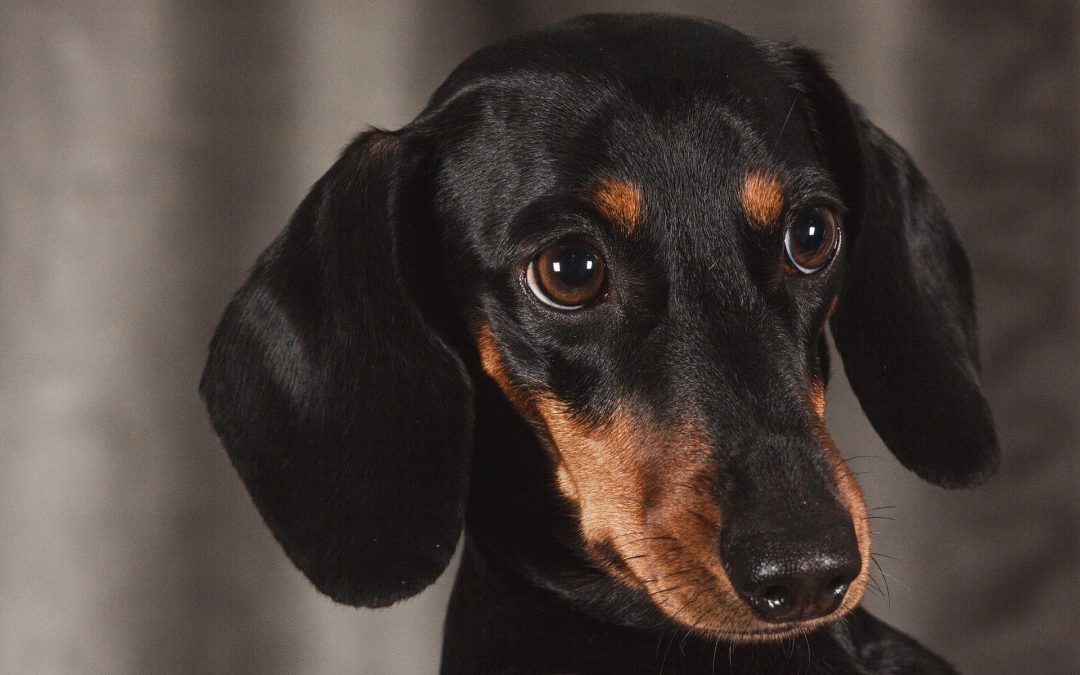 Can Dachshunds Get Alopecia?