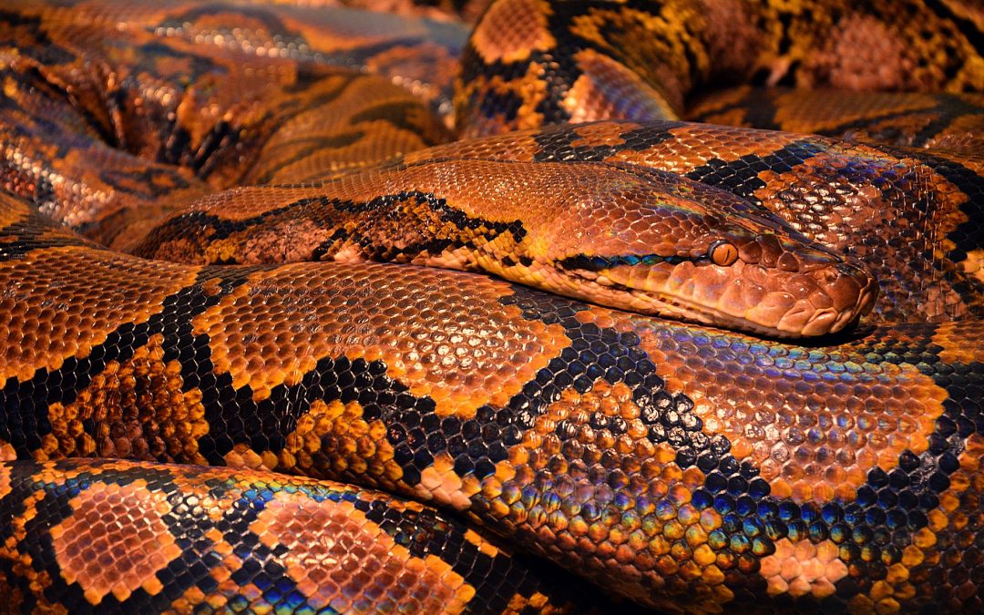 What Prey Size is Best for Your Burmese Python?