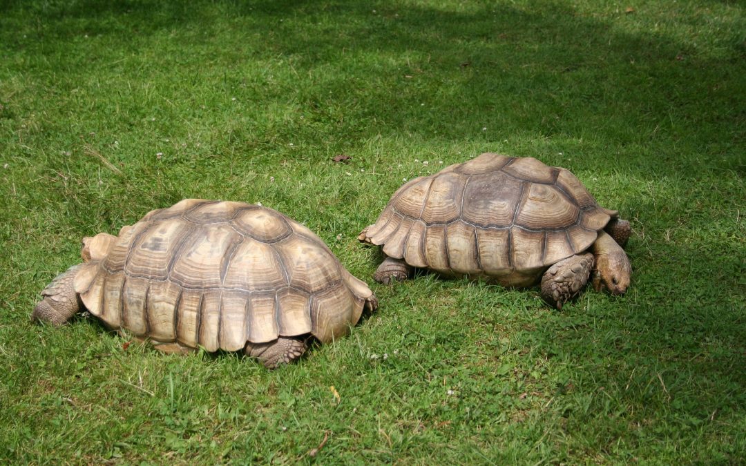 How to Tell the Gender of Your Tortoise?