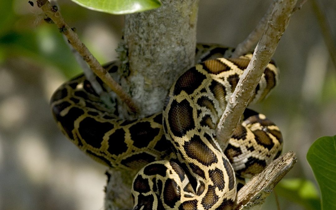 What Is the Best Bedding for Burmese Python?