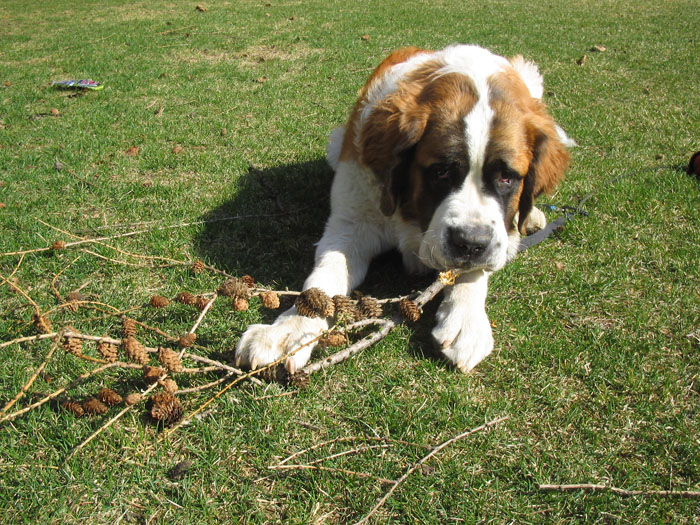 What Are the Best Shampoos for St. Bernard?