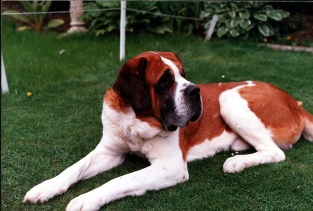 What Are the Quality Dog Foods for St. Bernard?