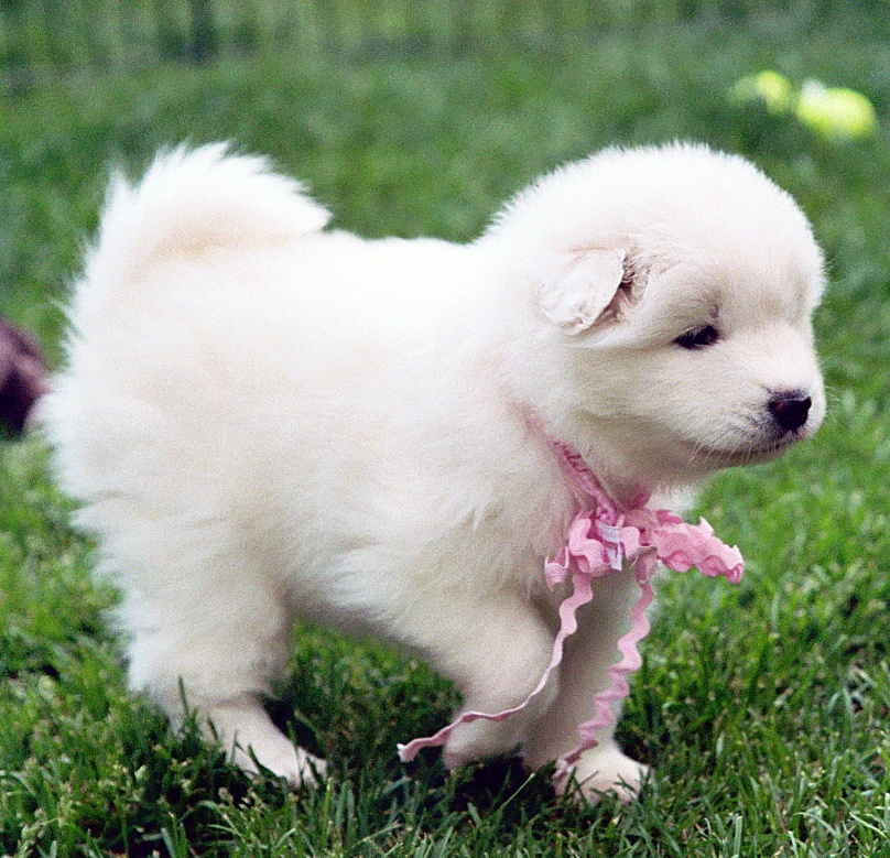 What’s the Best Dog Food for Active Samoyeds?