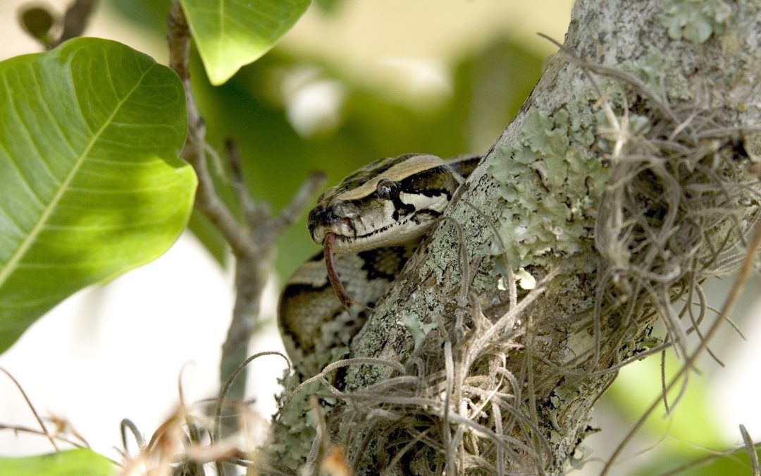 How to Protect Your Burmese Pythons?