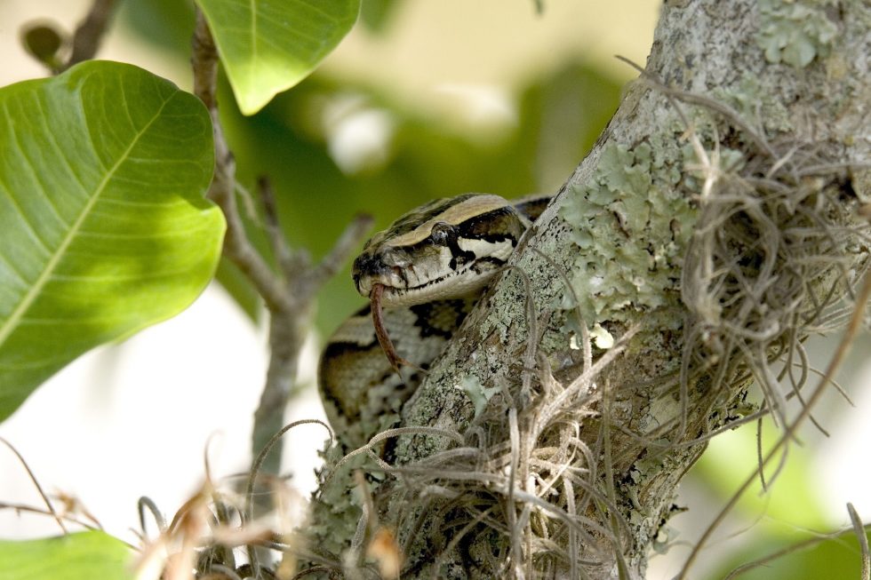 How to Protect Your Burmese Pythons?