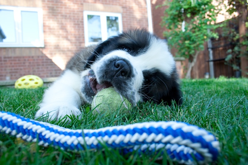 What Are the Popular Toys for Your St. Bernard Puppy?