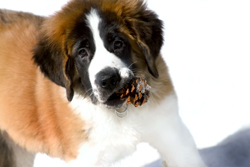 How to Help Your St. Bernard Dog Lose Weight?