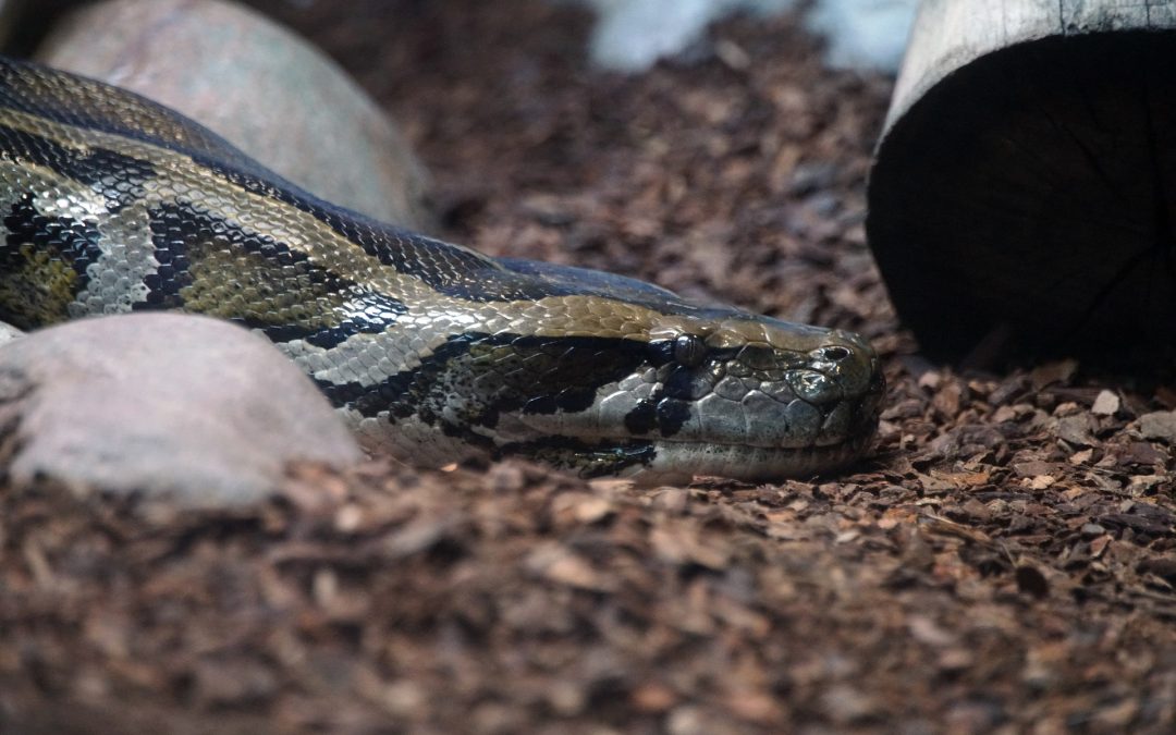 How to Prepare for Snake Emergency?