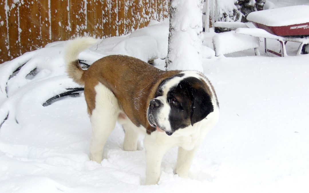 What to Feed Your St. Bernard Puppy?