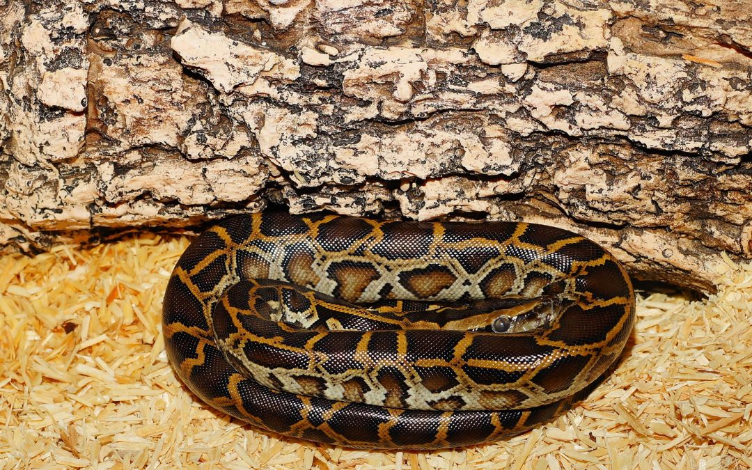 Do Burmese Pythons Have Feelings?