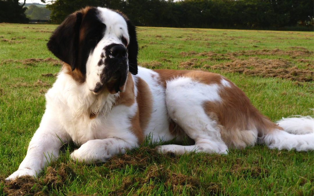 What’s the Best Clippers for St. Bernard?