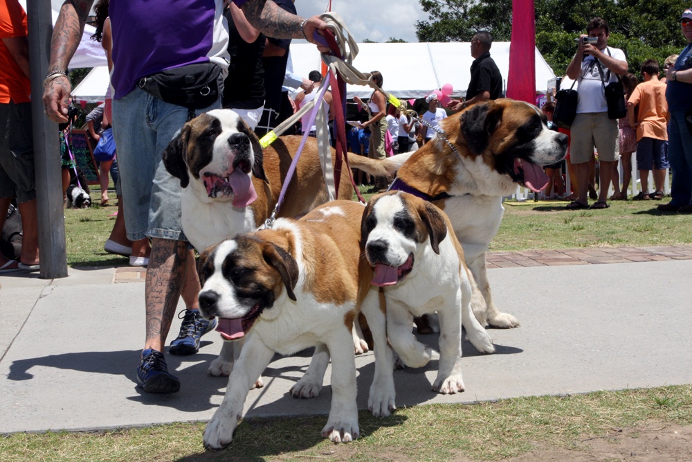 What Are the Best Dog Foods for Overweight St. Bernard?