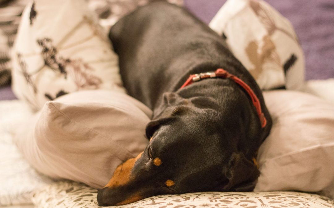 Do Cryptorchidism Affect Dachshunds?