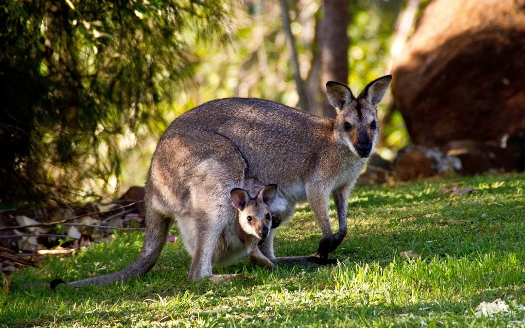 What’s the Breeding Cycle of Bennett Wallabies?