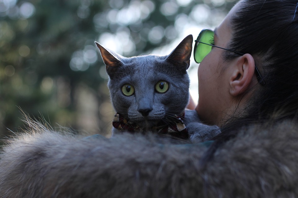 How to Care For Russian Blue Cat Fur