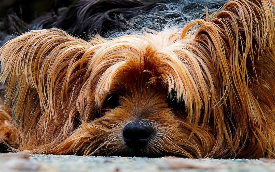 Does Your Teacup Yorkie Get Tired Easily?