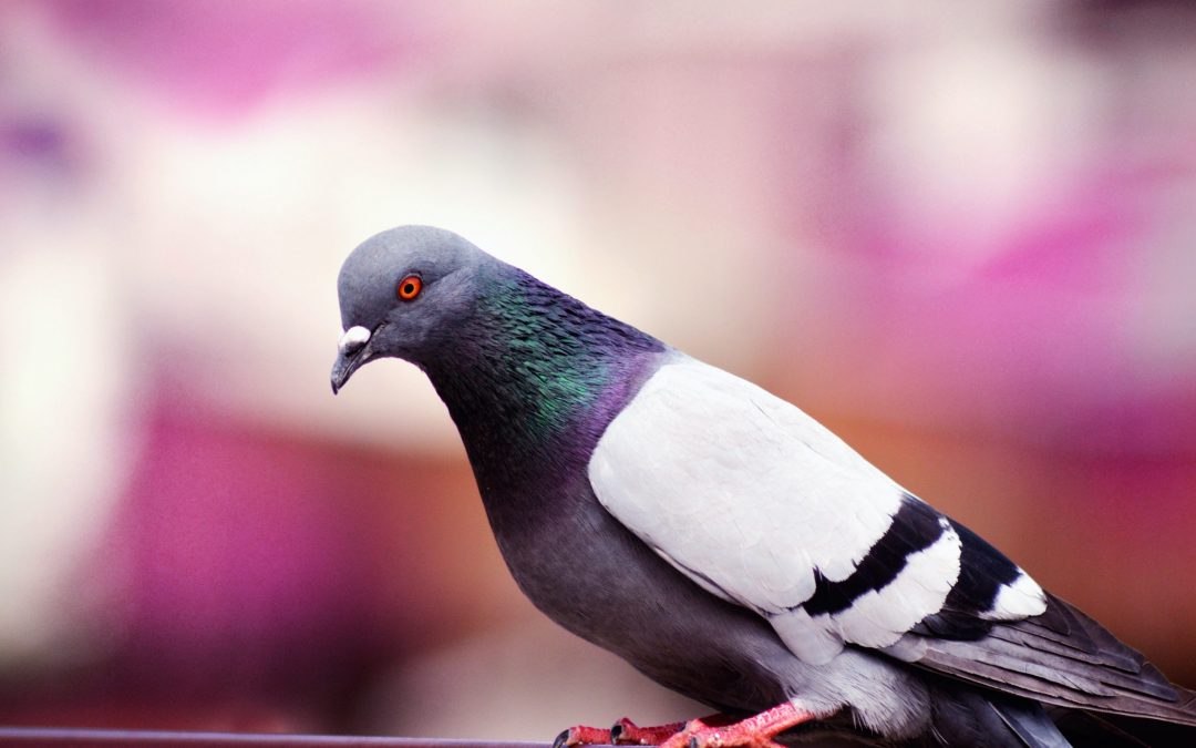 How to Care for Adopted Pigeons?