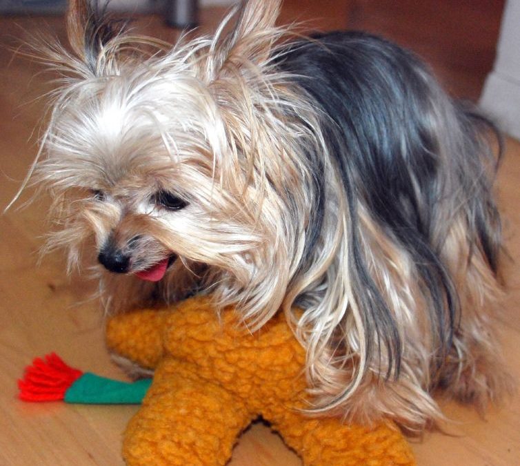 What’s the Best Dog Food for Picky Yorkie?