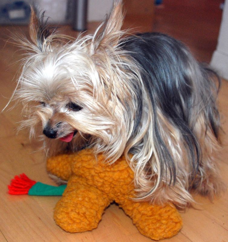 What’s the Best Dog Food for Picky Yorkie?