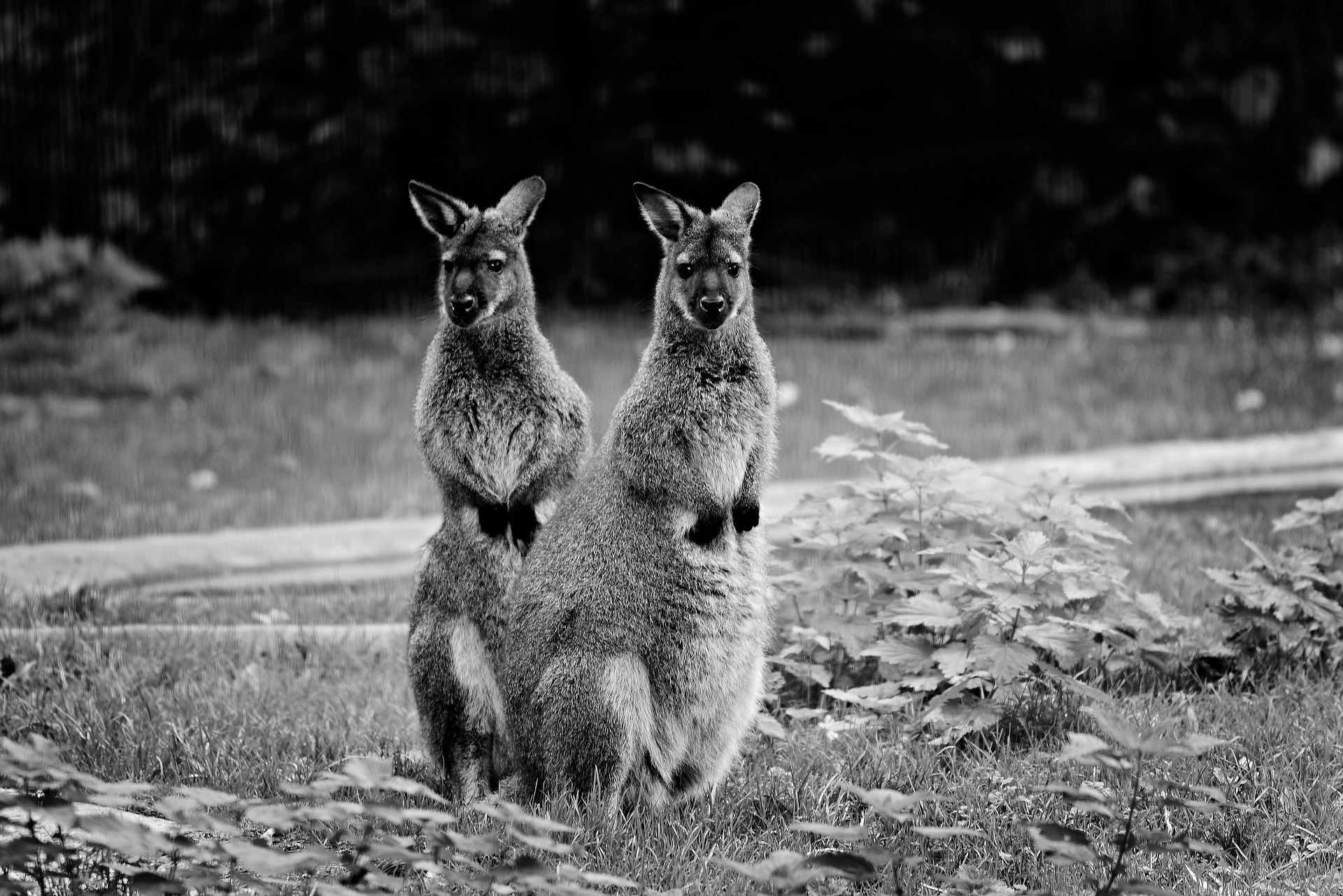 Do Wallaroos Get Along with Other Pets?
