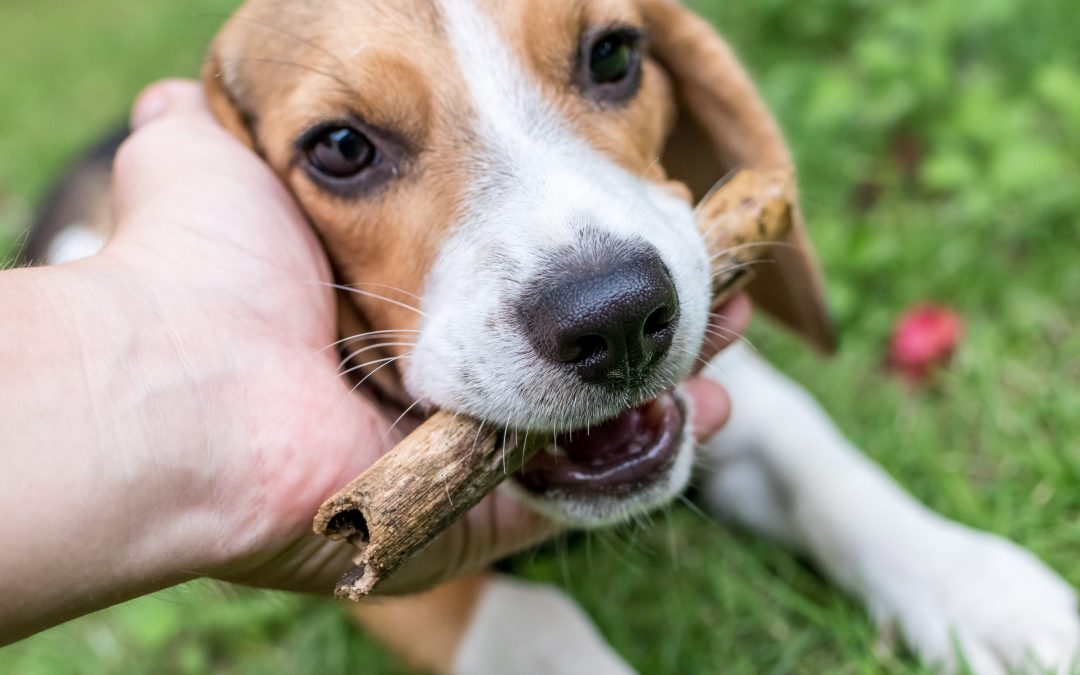 What Beagle Dog Activities You Can Do with Your Pet?