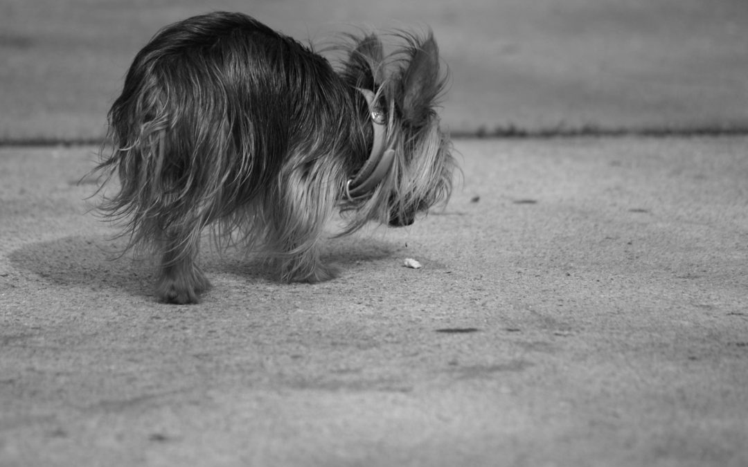 What Are the Best Sticks for Teacup Yorkie?
