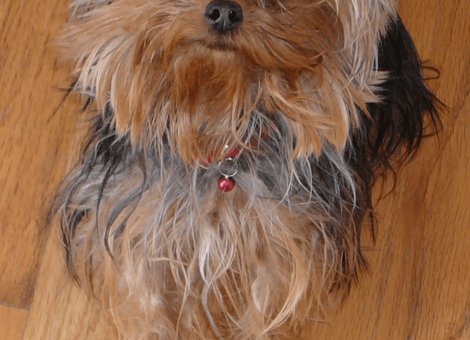 What Nutrients Do Teacup Yorkie Needs?
