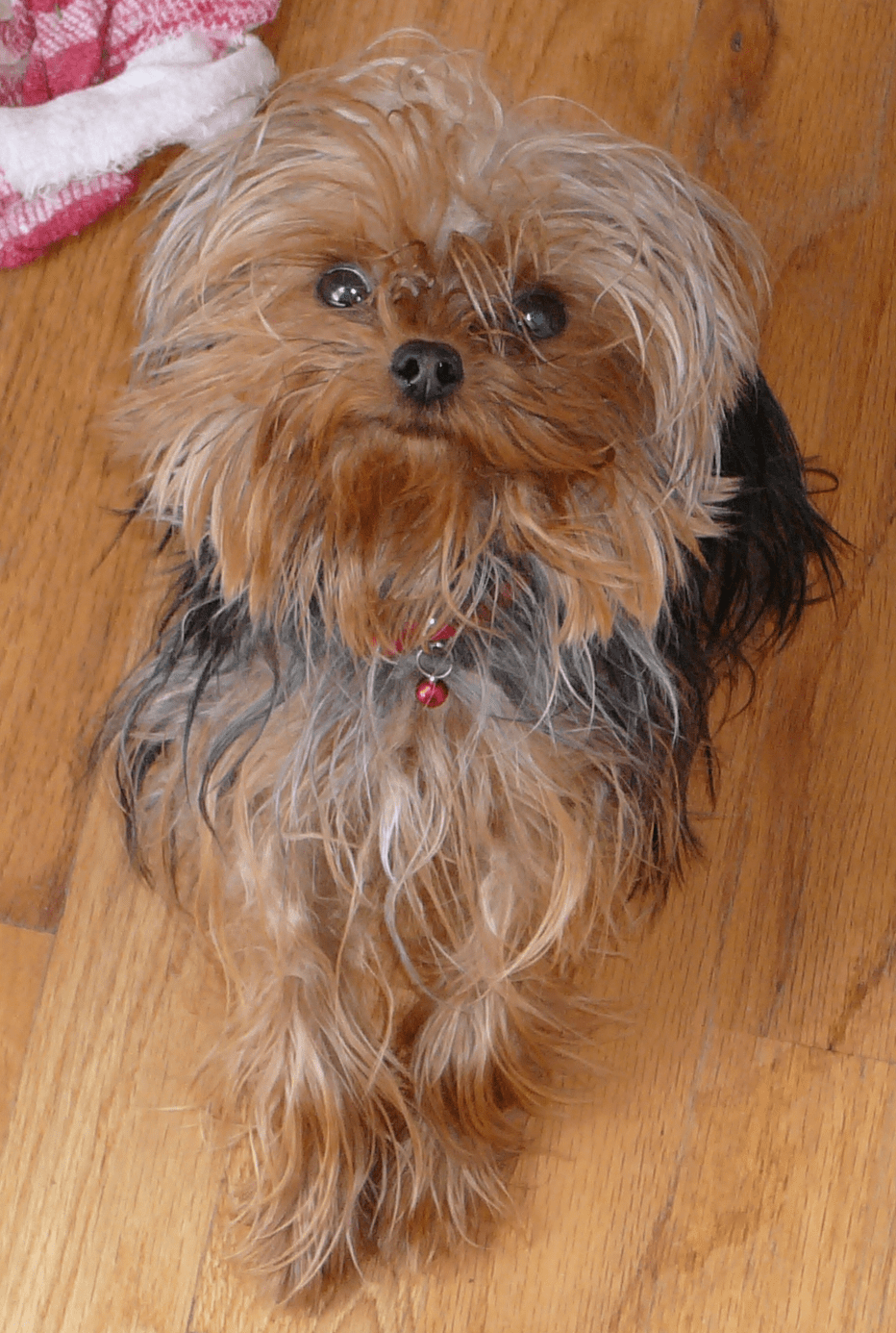 What Nutrients Do Teacup Yorkie Needs?