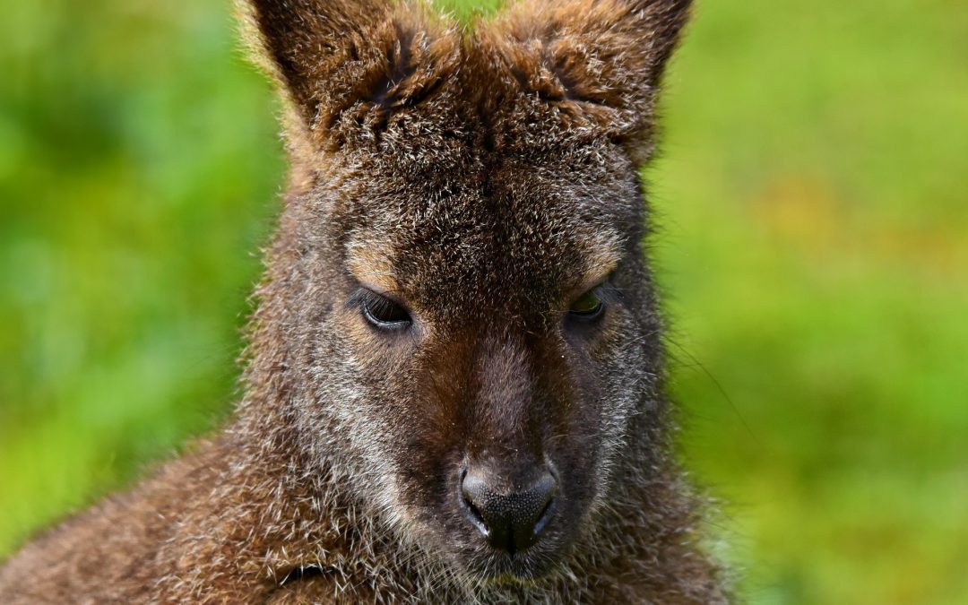 Is It Legal to Own a Wallaby?