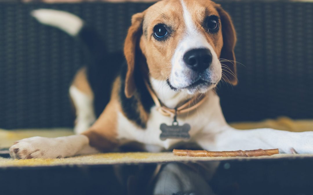 What Are the Best Beagle Crates?
