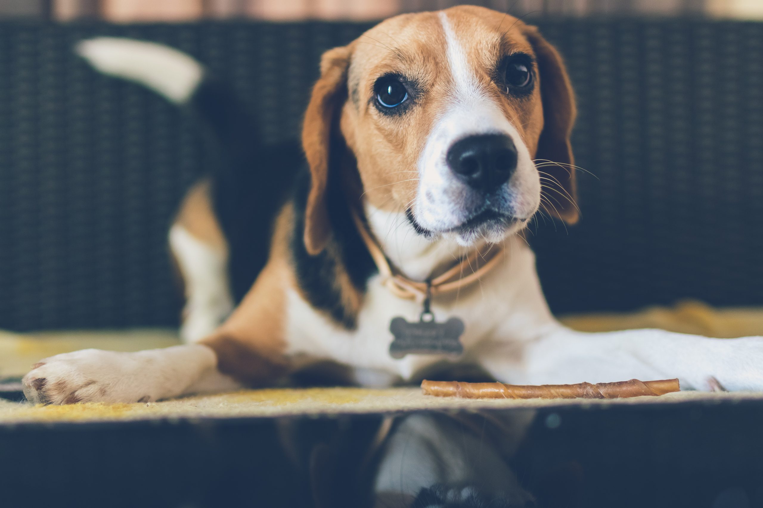 What Are the Best Beagle Crates?