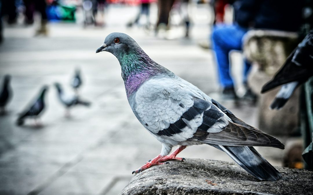 How to Train Homing Pigeons the Right Way