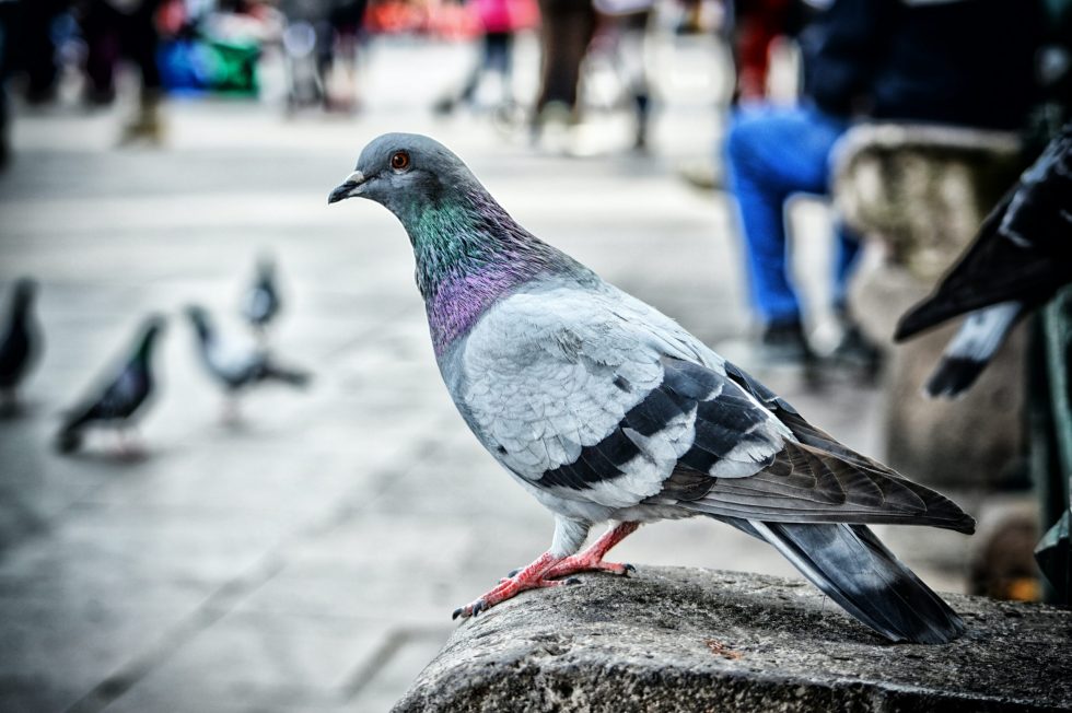 How to Train Homing Pigeons the Right Way