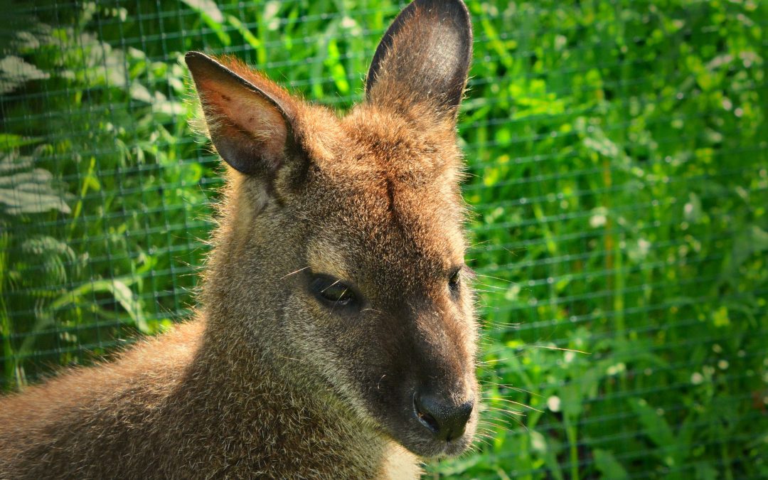 How to Care for Bennett Wallabies