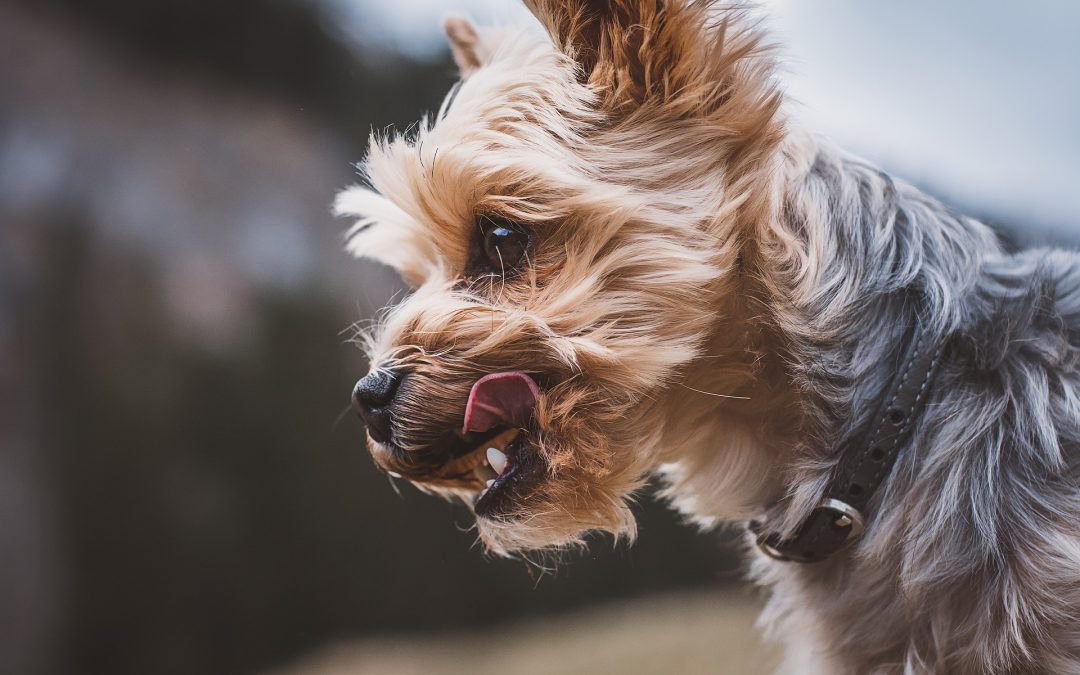 Does Your Teacup Yorkie Have a Bloat?