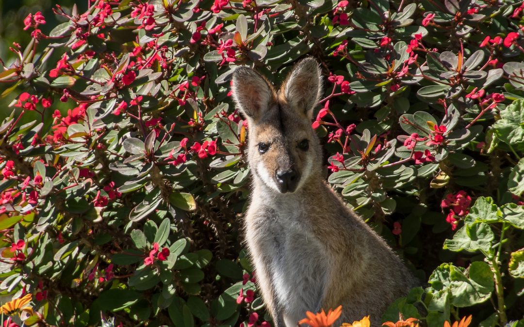 Are Wallabies and Macropods the Same?