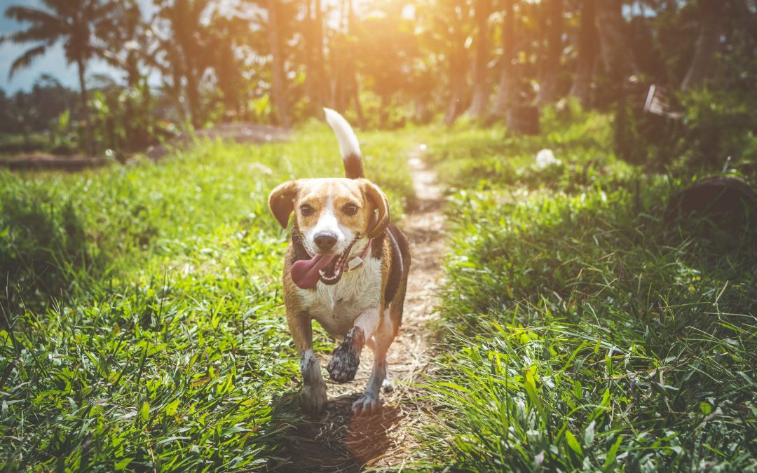 What Are the Beagle Behaviors You Need to Know